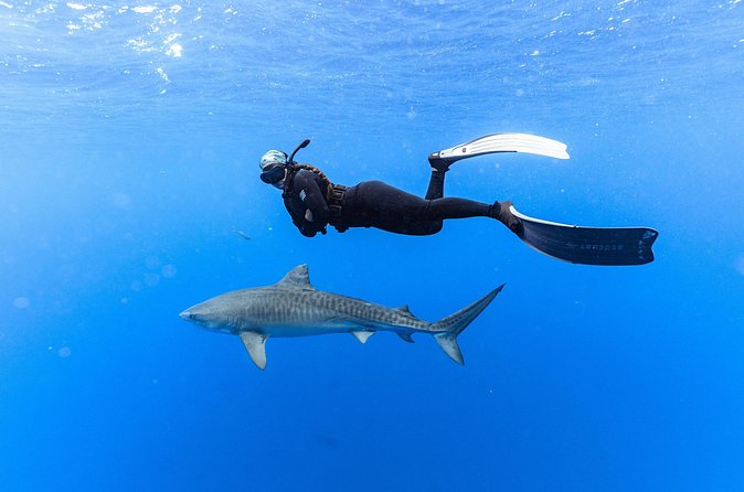 Shark Dive Private Charter No Cage - Taking home photos and video