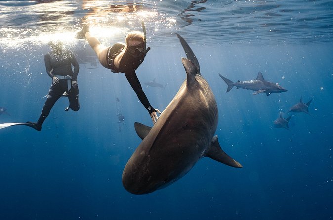 Shark Dive Private Charter No Cage - Weather, cancellations, and practical planning