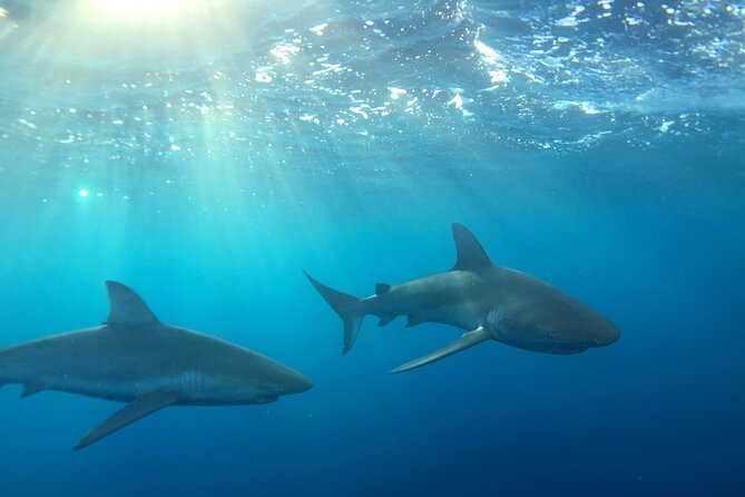 Shark-Dive Tour on Oahu's North Shore - Key points before you book