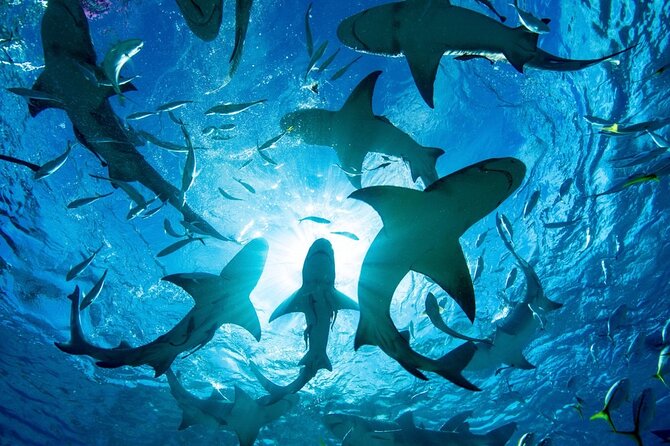 Shark-Dive Tour on Oahu's North Shore - How much shark activity should you expect?