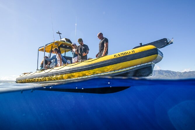Shark-Dive Tour on Oahu's North Shore - Dolphins, whales, and other unexpected sightings