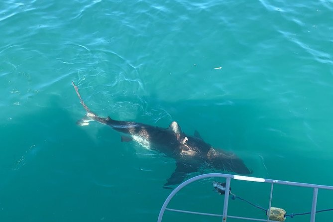 Shark Diving - Key points to know before you book