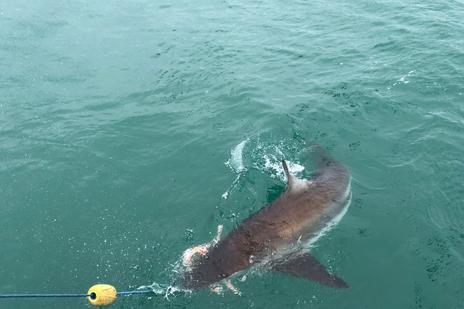 Shark Diving - The return route is more than a ride home