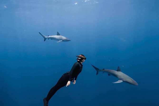 Shark Diving and Snorkeling in Oahu Hawaii - Quick facts about this North Shore shark tour