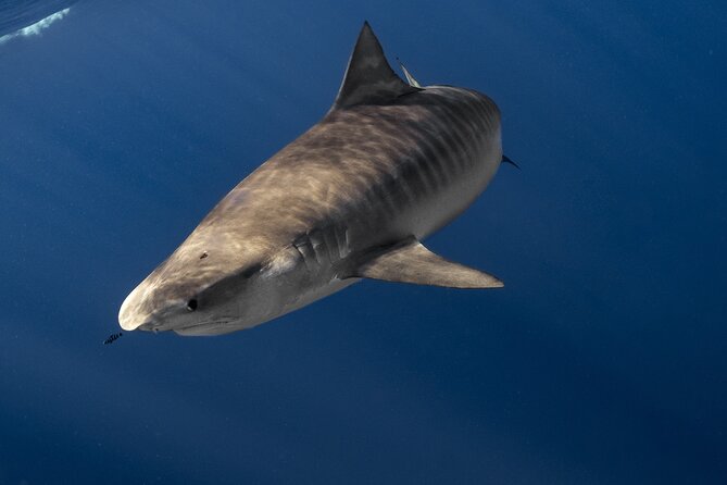 Shark Diving and Snorkeling in Oahu Hawaii - Why swimming outside a cage changes the experience
