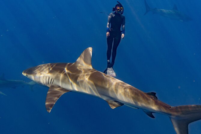 Shark Diving and Snorkeling in Oahu Hawaii - What you may see in the water
