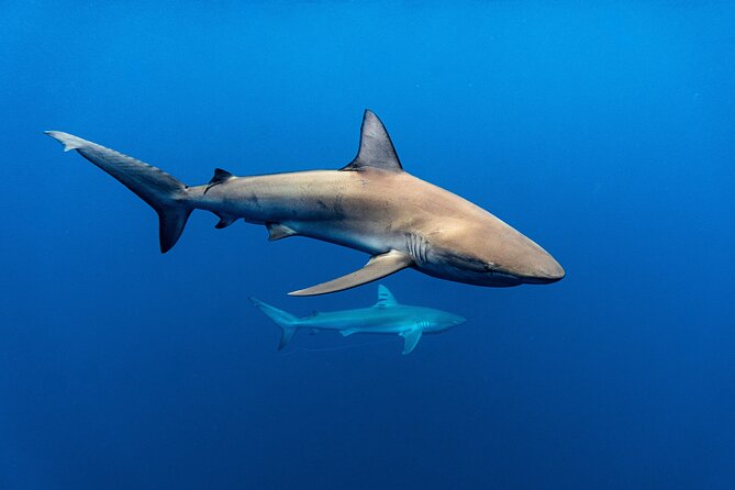 Shark Diving and Snorkeling in Oahu Hawaii - Who should book this experience