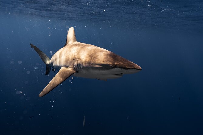 Shark Diving and Snorkeling in Oahu Hawaii - How to get the most from the trip