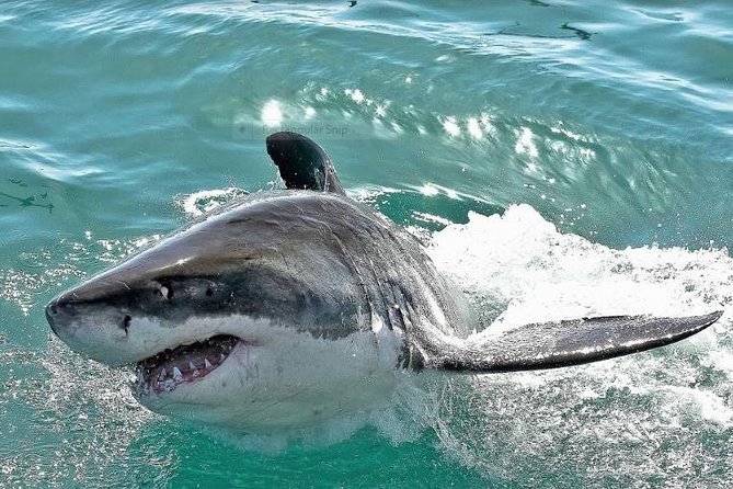 Shark Diving Full Day Guided Return Transfer to Gansbaai from Cape Town - What your $156.10 actually covers