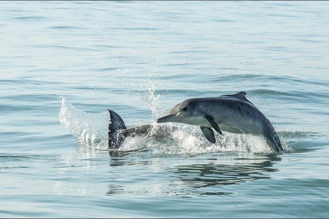 Shark Diving Full Day Guided Return Transfer to Gansbaai from Cape Town - When the weather changes the plan