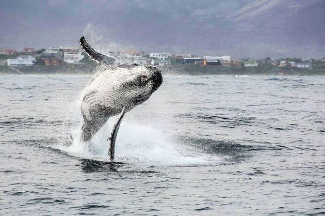 Shark Diving Full Day Guided Return Transfer to Gansbaai from Cape Town - What the guide and vehicle add