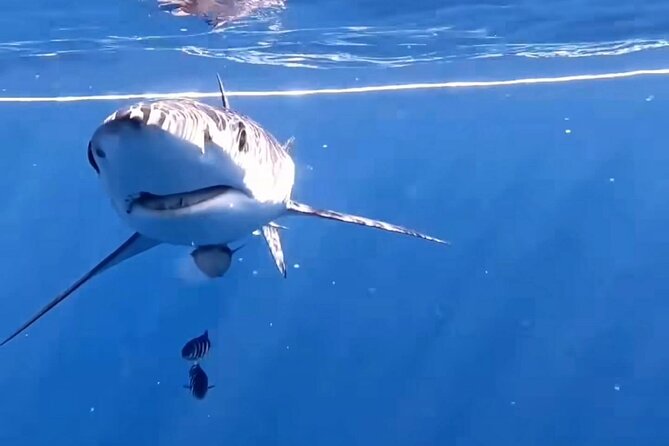 Shark Guided Diving Los Cabos - What the five-hour Cabo shark outing is really like