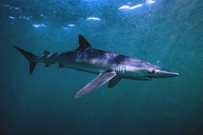 Shark Guided Diving Los Cabos - Why the eight-person limit matters