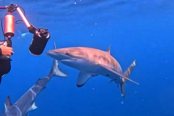 Shark Guided Diving Los Cabos - Meeting at Finisterra Marina