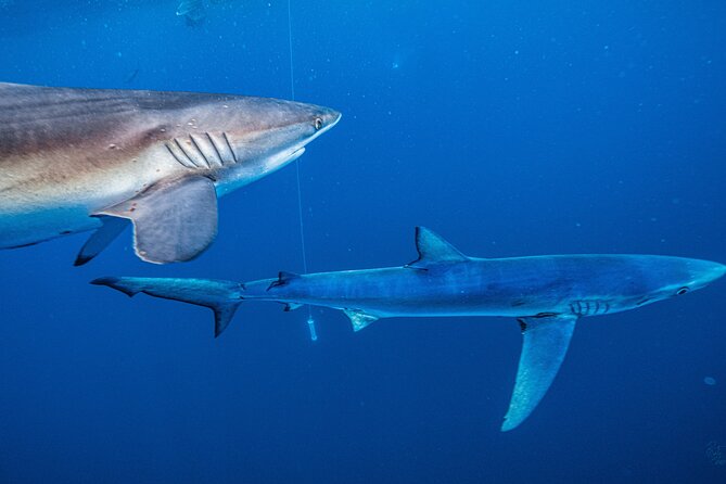 Shark Guided Diving Los Cabos - Fitness, age, and comfort in the water