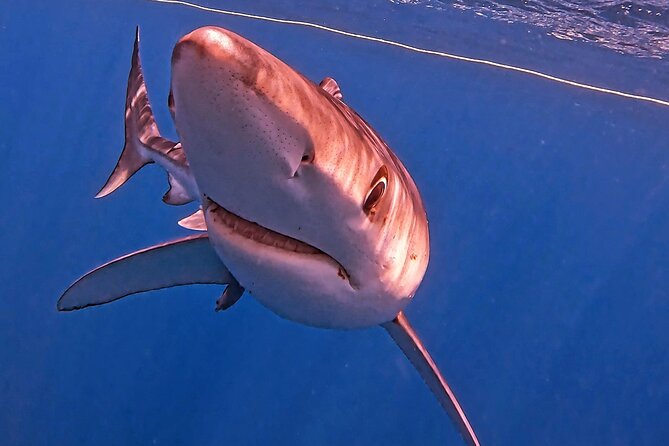 Shark Guided Diving Los Cabos - Safety deserves more attention than the sales pitch