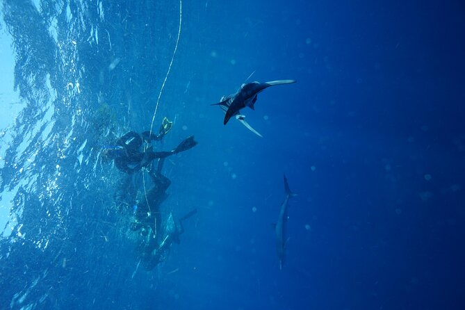 Shark Guided Diving Los Cabos - Weather can change the plan
