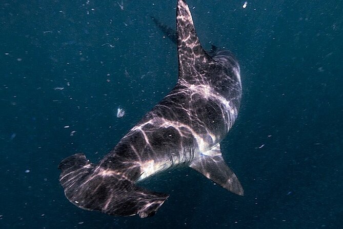 Shark Guided Diving Los Cabos - The role of Julian and the guide