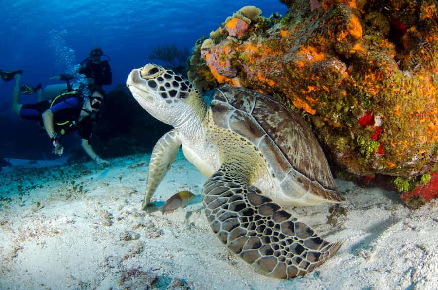 Sharm El-Sheikh: Guided Shore Scuba Diving at 2 Dives - What your $91 pays for in Sharm El-Sheikh