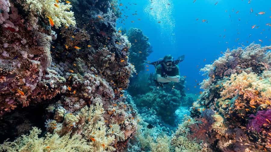 Sharm El-Sheikh: Guided Shore Scuba Diving at 2 Dives - Coral, fish, turtles, and the Red Sea setting