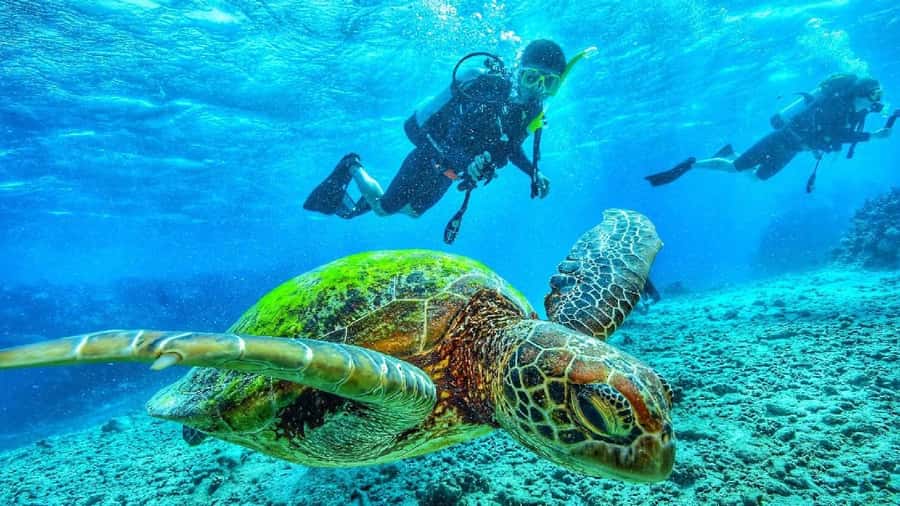 Sharm El-Sheikh: Guided Shore Scuba Diving at 2 Dives - Who will get the most from this experience