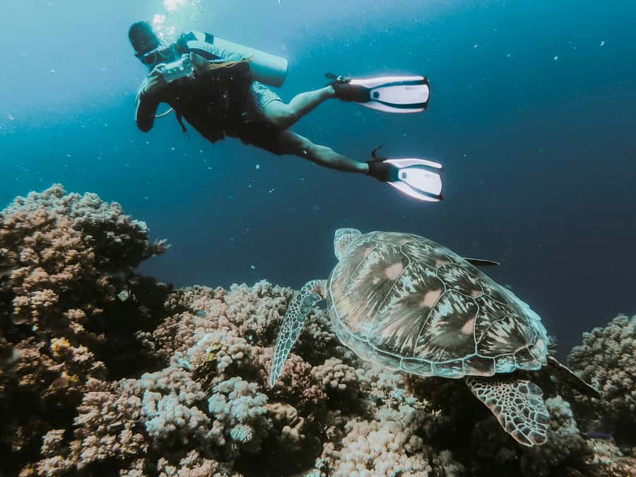 Sharm El-Sheikh: Guided Shore Scuba Diving at 2 Dives - How to make the four hours count