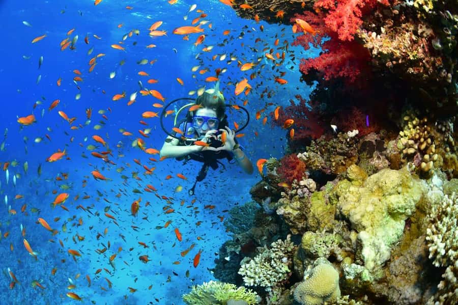 Sharm El Sheikh: Ras Mohamed & White Island Dive & Snorkel - Practical advice for a smoother day