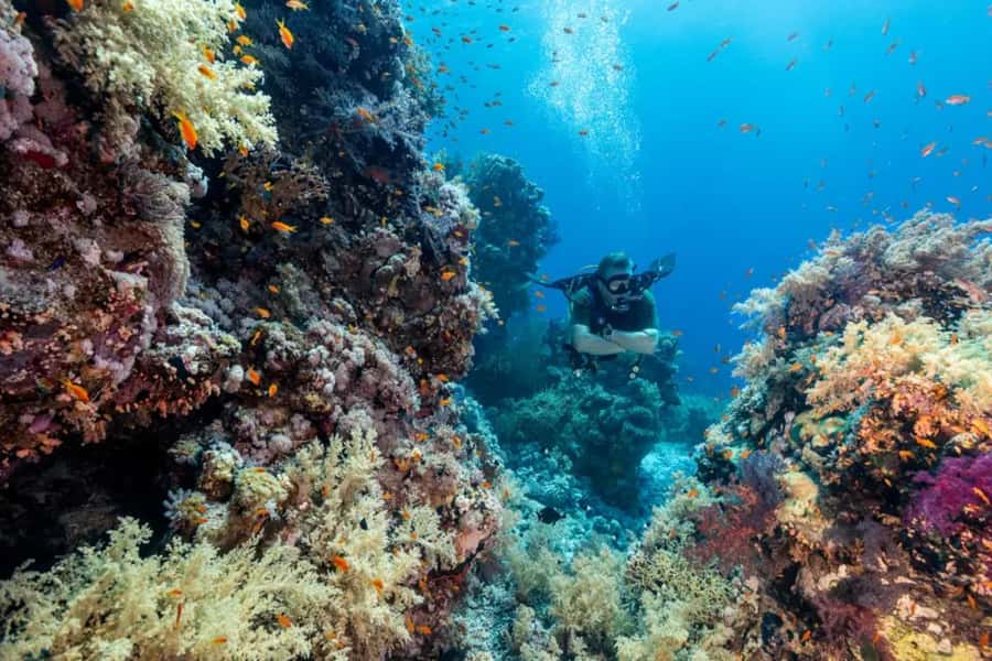 Sharm El Sheikh: Ras Mohamed & White Island Dive & Snorkel - Final verdict: book it if value matters