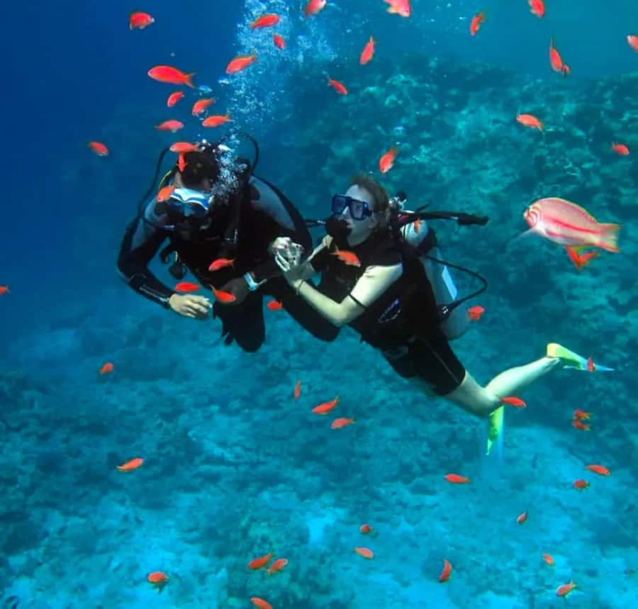 Sharm El Sheikh: Ras Mohamed & White Island Dive & Snorkel - Your first look beneath the Red Sea