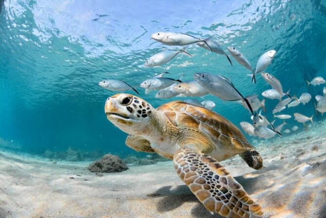 Sharm El Sheikh: Ras Mohamed, White Island, Snorkel and Diving - What $37.05 really gets you
