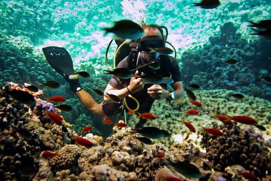 Sharm El Sheikh: Ras Mohamed & White Island Snorkel or Dive - Key points to know before booking