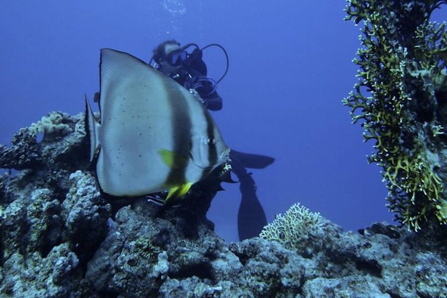 Sharm El Sheikh: Ras Mohamed & White Island Snorkel or Dive - Small details that make the day easier
