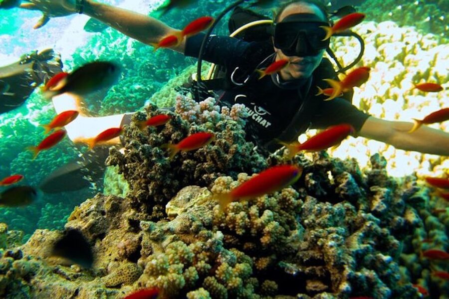 Sharm El Sheikh: Ras Mohamed & White Island Snorkel or Dive - White Island gives the day a change of pace