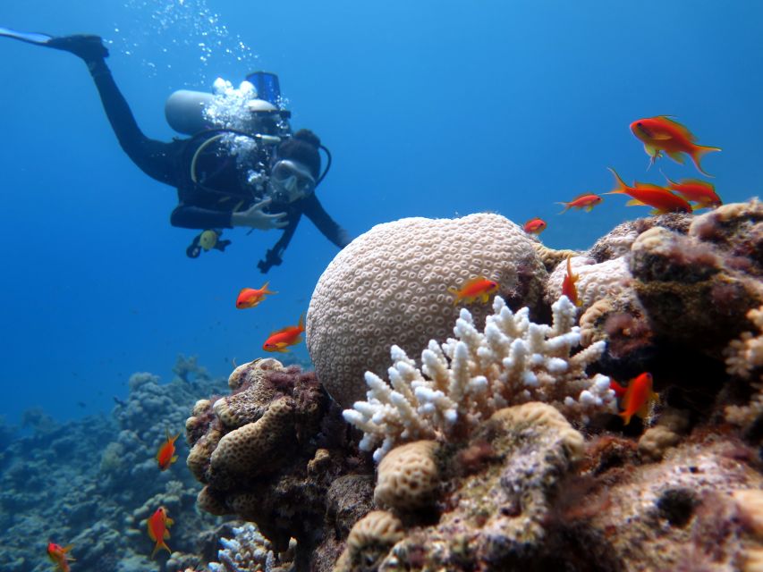 Sharm El Sheikh: Ras Mohamed & White Island Snorkel or Dive - What the $18 price really tells you