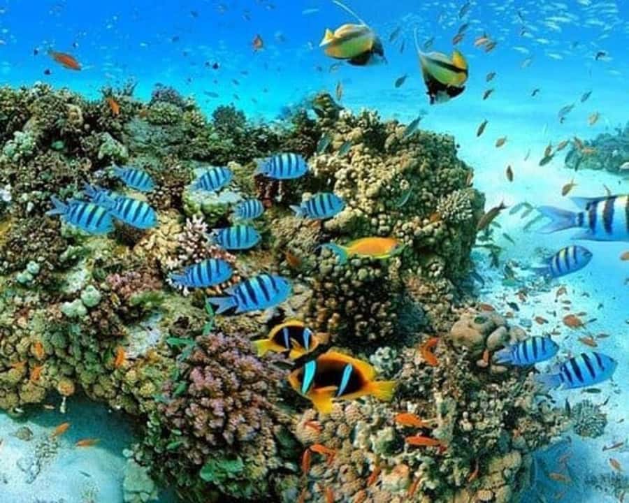 Sharm El Sheikh: Red Sea Scuba Diving Experience - Key points to know before you book