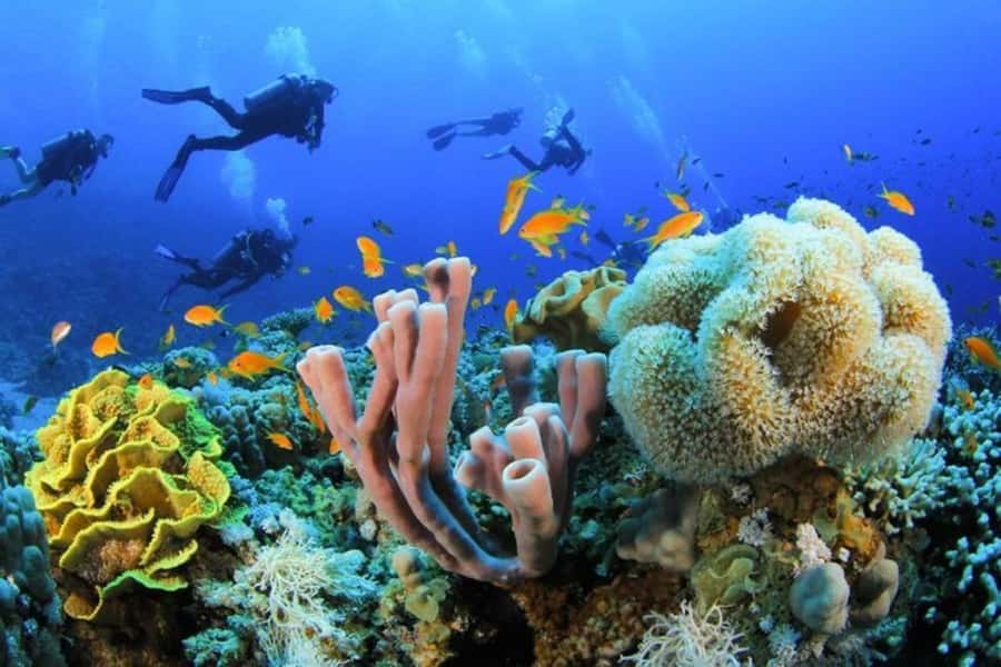 Sharm El Sheikh: Red Sea Scuba Diving Experience - What happens during the 15-minute introductory session