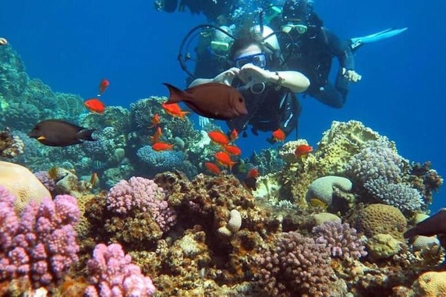 Sharm: Introductory Dive from the Shore & PADI Courses - Languages and instructor support