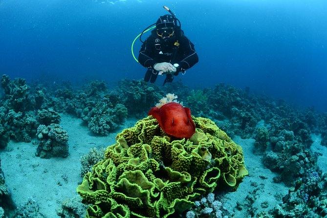 Shore Certified Diving - Two Dives - Equipment and comfort in the water