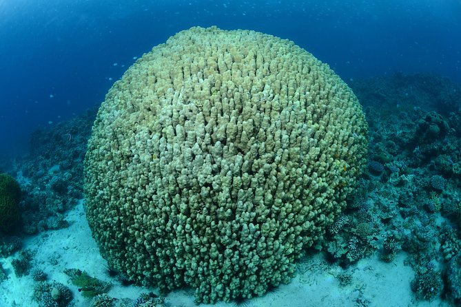 Shore Certified Diving - Two Dives - Is $120 a fair price?
