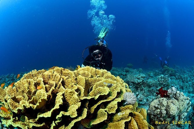 Shore Discover SCUBA Diving/Introductory Diving - One Dive - Who will enjoy this most?