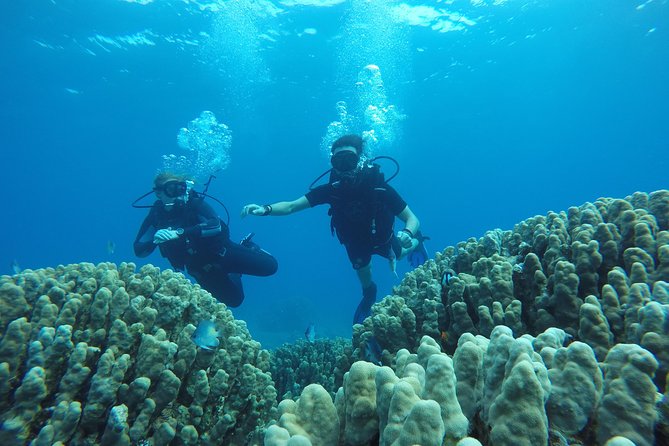 Shore Discover SCUBA Diving/Introductory Diving - One Dive - The transfer to Aqaba’s South Beach
