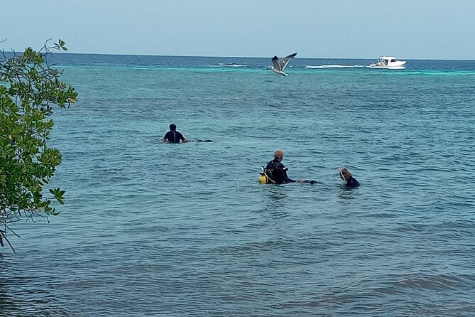 Shore Dive Aruba for Certified Divers - Guides, safety, and the mixed experience