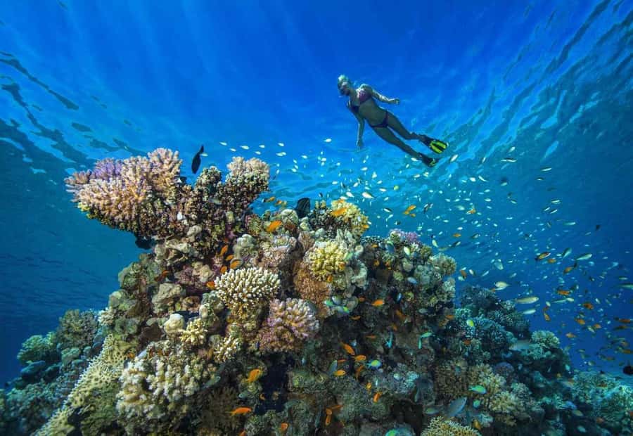 shore dive in red sea with pick up & snacks - Key points to know
