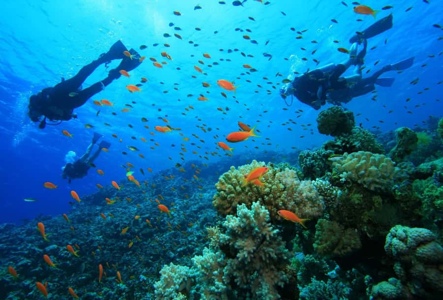 shore dive in red sea with pick up & snacks - Why Aqaba is a smart place to try scuba
