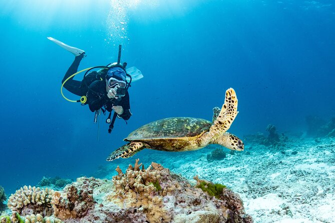 Shore Dive with Sea Turtles @ Koloa Landing for Certified Divers - Key points about this Koloa Landing scuba outing