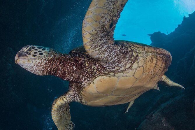 Shore Dive with Sea Turtles @ Koloa Landing for Certified Divers - Koloa Landing, Kauai’s turtle-filled shore site