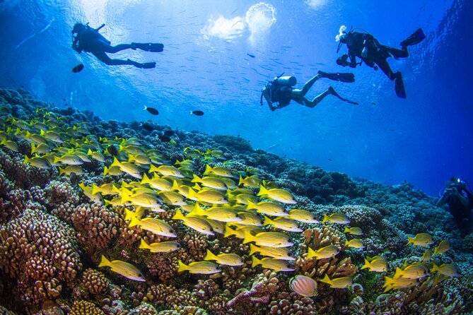 Shore Dive with Sea Turtles @ Koloa Landing for Certified Divers - The turtles are the main reason to book