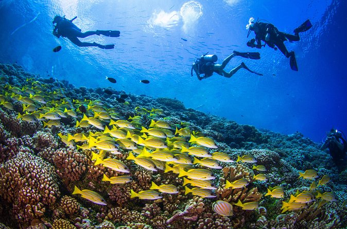 Shore Dive with Sea Turtles @ Koloa Landing for Certified Divers - Cruise passengers need extra planning