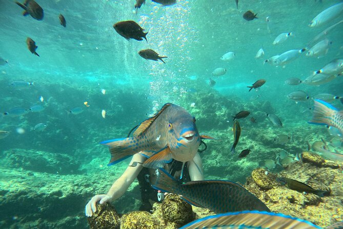 Side Scuba Diving for Beginners with Lunch and Transfers - A gentle way to try scuba in Side