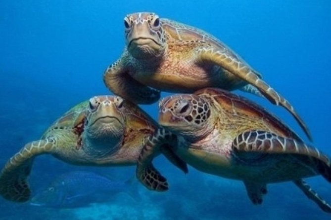"Side: Scuba Diving in the Fascinating Underwater Museum" - Key points at a glance